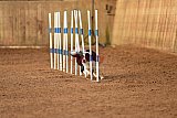 wedstrijd agility friends zondag