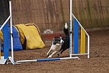 wedstrijd agility friends zondag