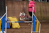 wedstrijd agility friends zondag