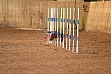 wedstrijd agility friends zondag