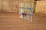 wedstrijd agility friends zondag