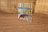 wedstrijd agility friends zondag