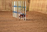 wedstrijd agility friends zondag
