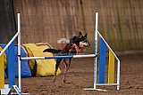 wedstrijd agility friends zondag