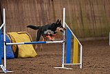 wedstrijd agility friends zondag