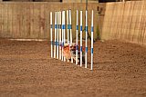 wedstrijd agility friends zondag