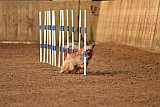 wedstrijd agility friends zondag
