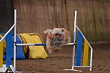 wedstrijd agility friends zondag