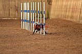wedstrijd agility friends zondag