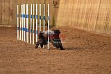 wedstrijd agility friends zondag