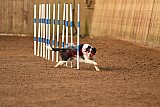 wedstrijd agility friends zondag