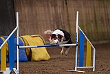 wedstrijd agility friends zondag