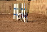 wedstrijd agility friends zondag