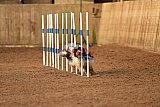 wedstrijd agility friends zondag