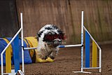 wedstrijd agility friends zondag