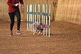wedstrijd agility friends zondag