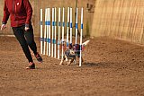 wedstrijd agility friends zondag
