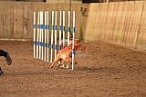 wedstrijd agility friends zondag