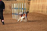wedstrijd agility friends zondag