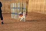 wedstrijd agility friends zondag