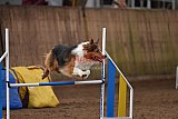 wedstrijd agility friends zondag