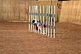 wedstrijd agility friends zondag