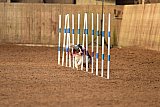 wedstrijd agility friends zondag