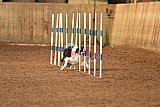 wedstrijd agility friends zondag