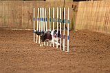 wedstrijd agility friends zondag