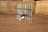 wedstrijd agility friends zondag