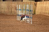 wedstrijd agility friends zondag