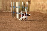 wedstrijd agility friends zondag