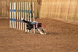wedstrijd agility friends zondag