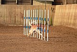 wedstrijd agility friends zondag
