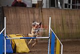 wedstrijd agility friends zondag