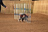 wedstrijd agility friends zondag