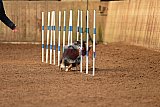 wedstrijd agility friends zondag