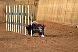 wedstrijd agility friends zondag