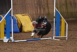 wedstrijd agility friends zondag