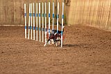 wedstrijd agility friends zondag