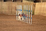 wedstrijd agility friends zondag