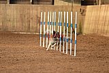 wedstrijd agility friends zondag