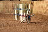 wedstrijd agility friends zondag