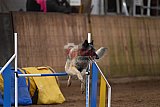 wedstrijd agility friends zondag