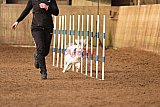 wedstrijd agility friends zondag