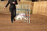 wedstrijd agility friends zondag