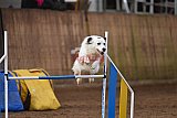 wedstrijd agility friends zondag