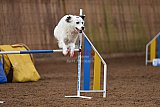 wedstrijd agility friends zondag