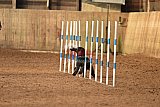 wedstrijd agility friends zondag