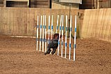 wedstrijd agility friends zondag